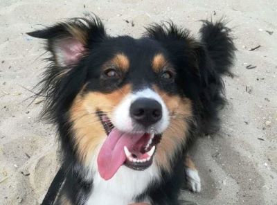 Ein fröhlicher Hund von Pilar Valencia, der mit herausgestreckter Zunge und einem verspielten, lächelnden Ausdruck in die Kamera schaut.